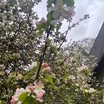 Au Seuil De La Forêt 65m2 Nature&spa Chalé Weinbourg