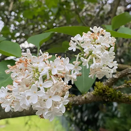 Σαλέ Au Seuil De La Foret 65m2 Nature & Weinbourg