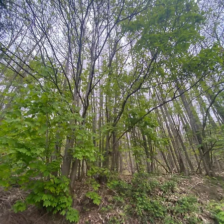 Au Seuil De La Foret Nature & * Weinbourg