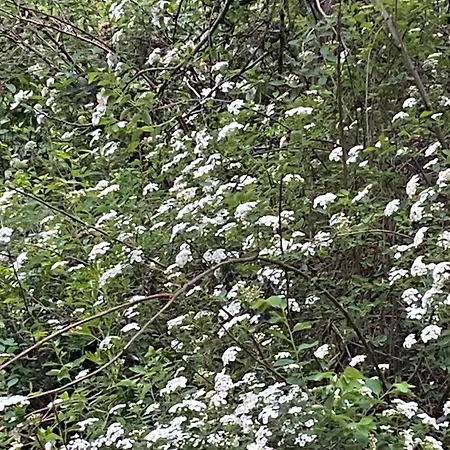 בקתה Au Seuil De La Foret 65m2 Nature &