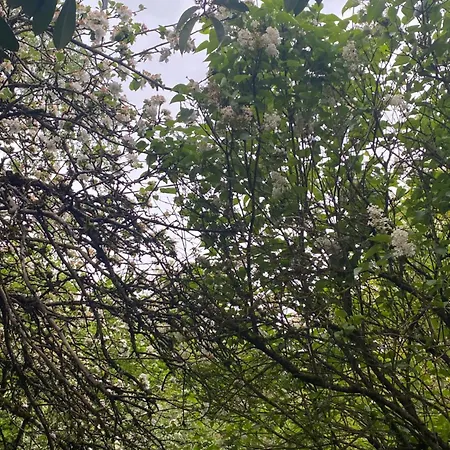 Au Seuil De La Foret Nature & Alpehytte
