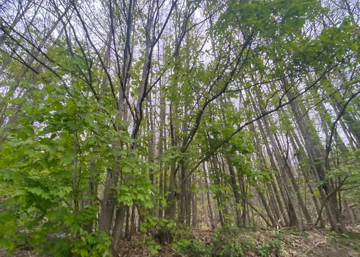 Au Seuil De La Foret 65m2 Nature & * Weinbourg